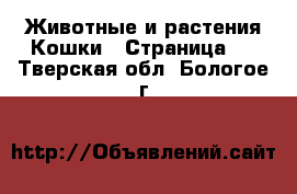 Животные и растения Кошки - Страница 2 . Тверская обл.,Бологое г.